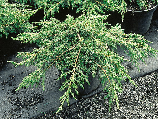 Можжевельник обыкновенный Грин Карпет